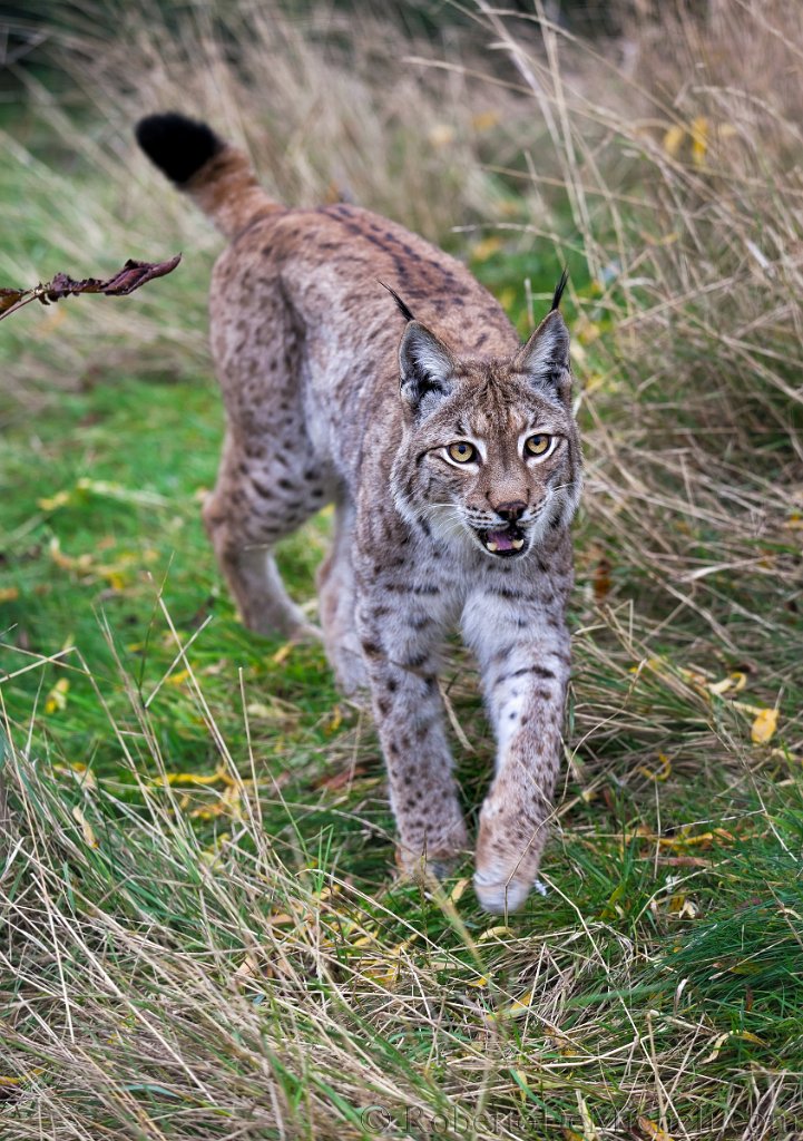 slides/IMG_0949.jpg  Eurasian Lynx