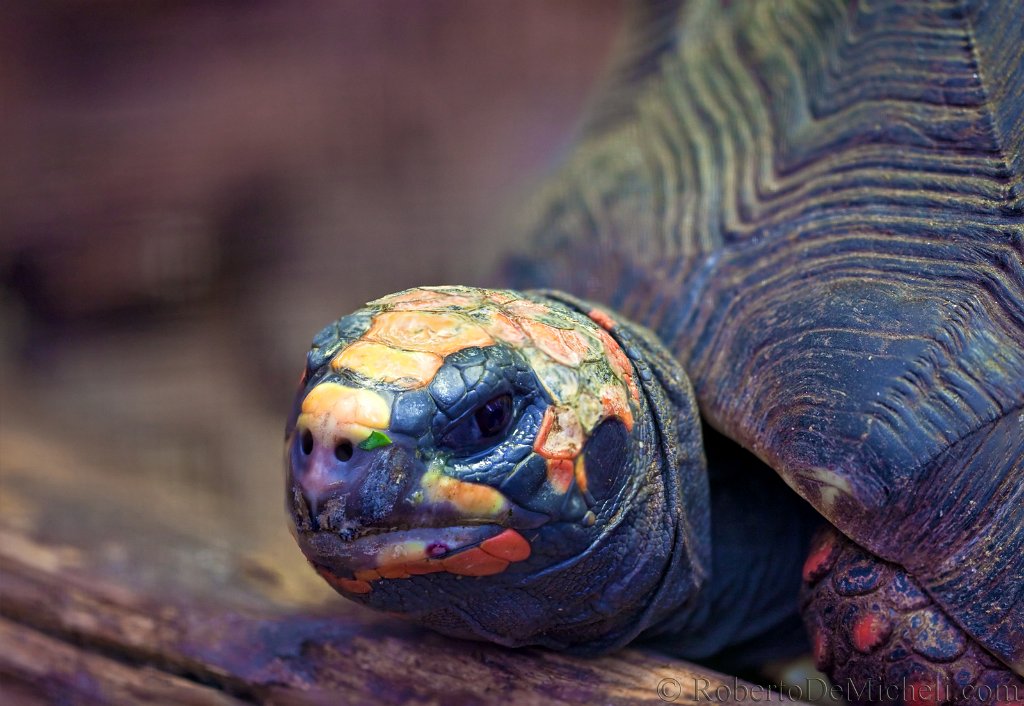 slides/IMG_1116.jpg  Red-footed Tortoise