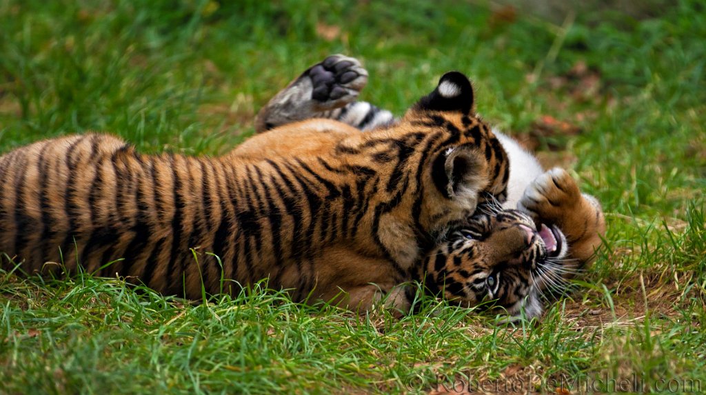slides/IMG_1442.jpg  Sumatran Tiger Cubs