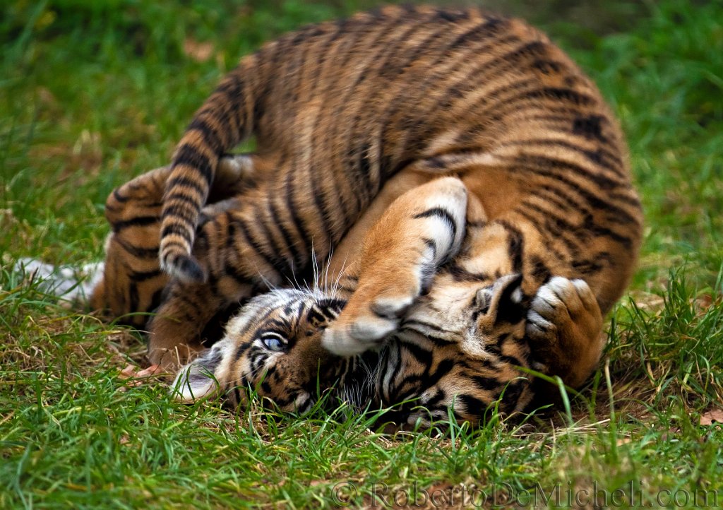 slides/IMG_1454.jpg  Sumatran Tiger Cubs