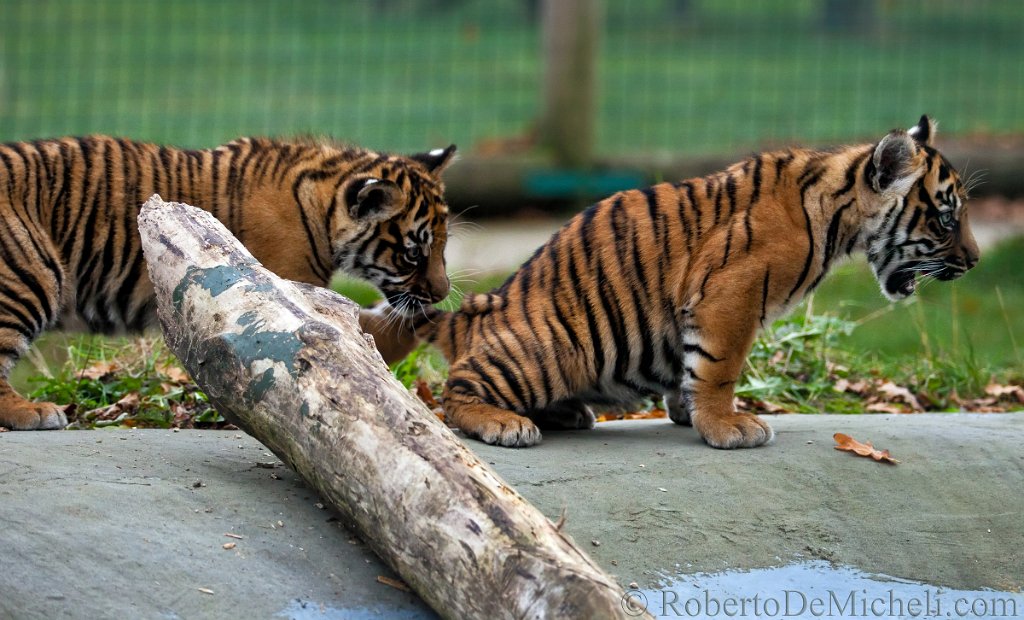 slides/IMG_1483.jpg  Sumatran Tiger Cubs