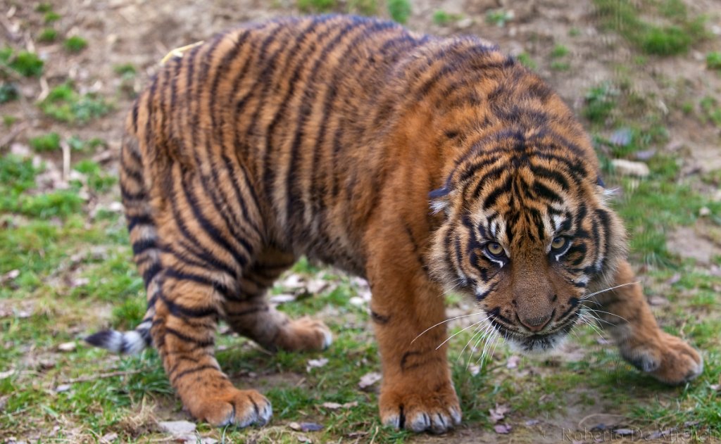 slides/IMG_1486.jpg  Sumatran Tiger Cub