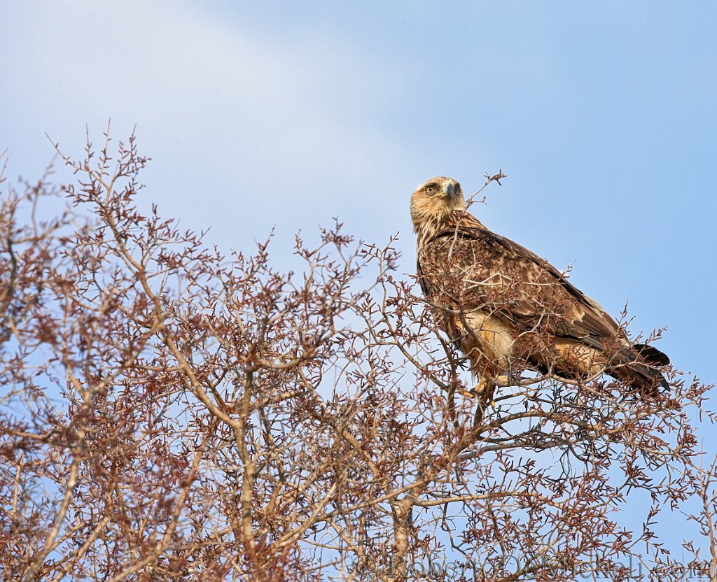 slides/IMG_2415.jpg  Tawny Eagle, Kruger Park, South Africa