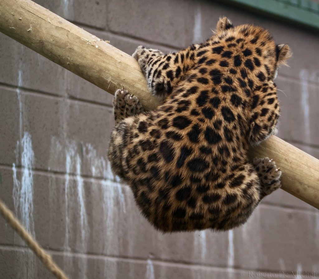 slides/IMG_2505.jpg  Amur Leopard Cub