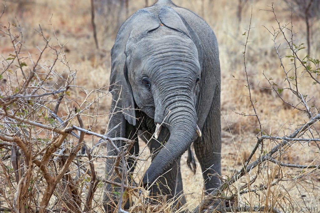 slides/IMG_2519.jpg  African Elephant Calf, Timbavati Reserve, South Africa