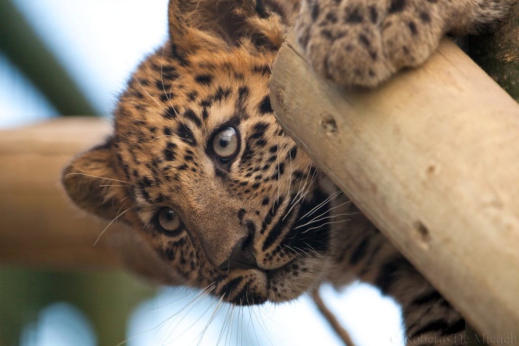 slides/IMG_2524.jpg  Amur Leopard Cub