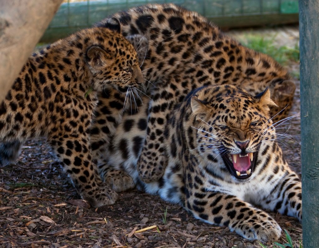 slides/IMG_2759.jpg  Amur Leopards