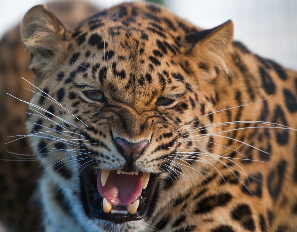 slides/IMG_2852.jpg  Amur Leopard