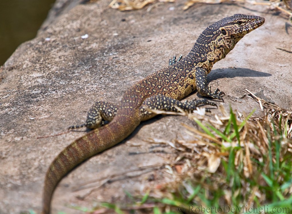 slides/IMG_3027.jpg  Lizard, Livingstone, Zambia