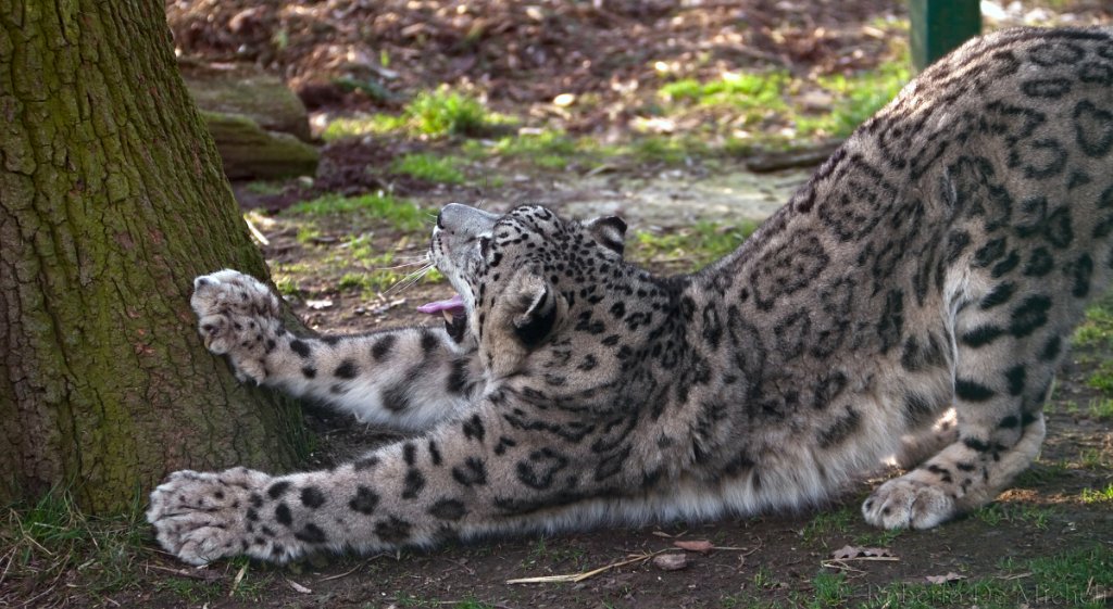slides/IMG_3086.jpg  Snow Leopard