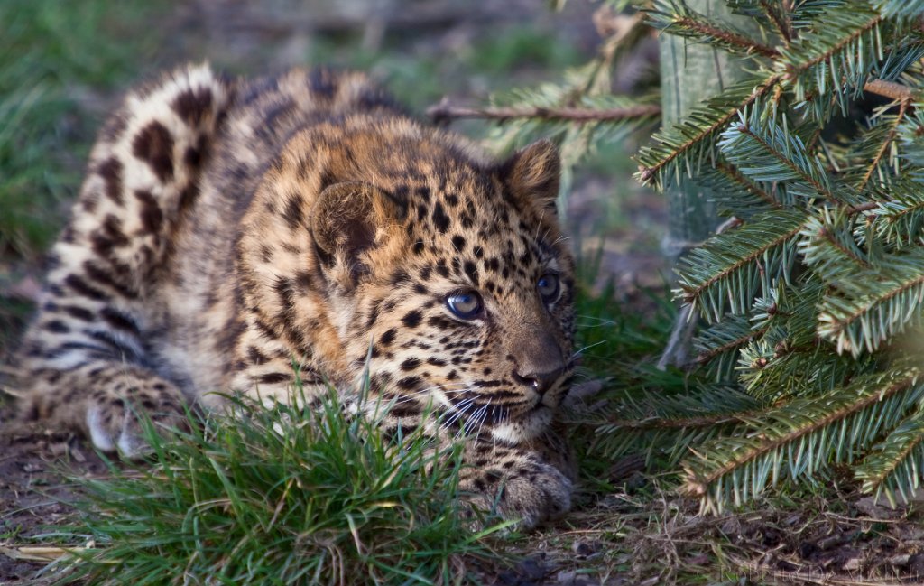 slides/IMG_3194.jpg  Amur Leopard Cub