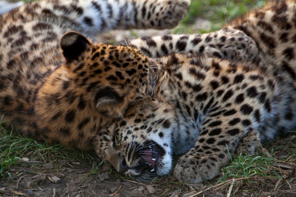 slides/IMG_3270.jpg  Amur Leopard Cub