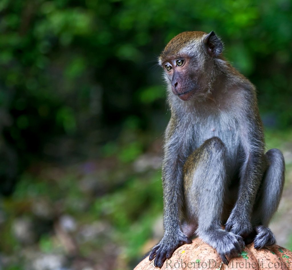 slides/IMG_3511.jpg  Monkey - Batu Caves - Kuala Lumpur
