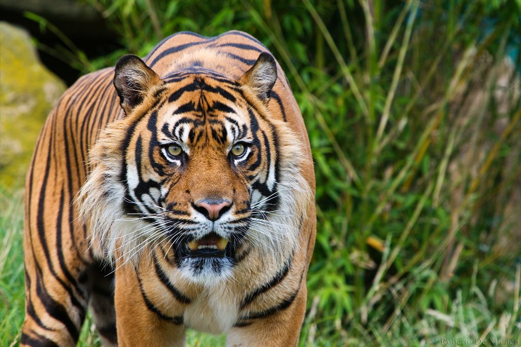 slides/IMG_3537.jpg  Sumatran Tiger
