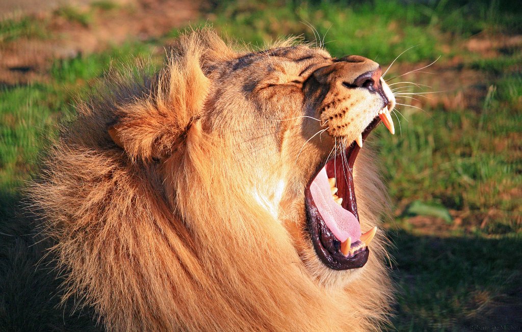 slides/IMG_6341.jpg  African Lion
