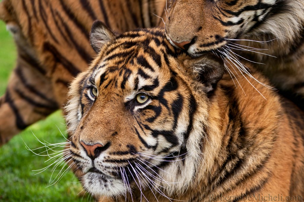slides/IMG_8248.jpg  Sumatran Tiger