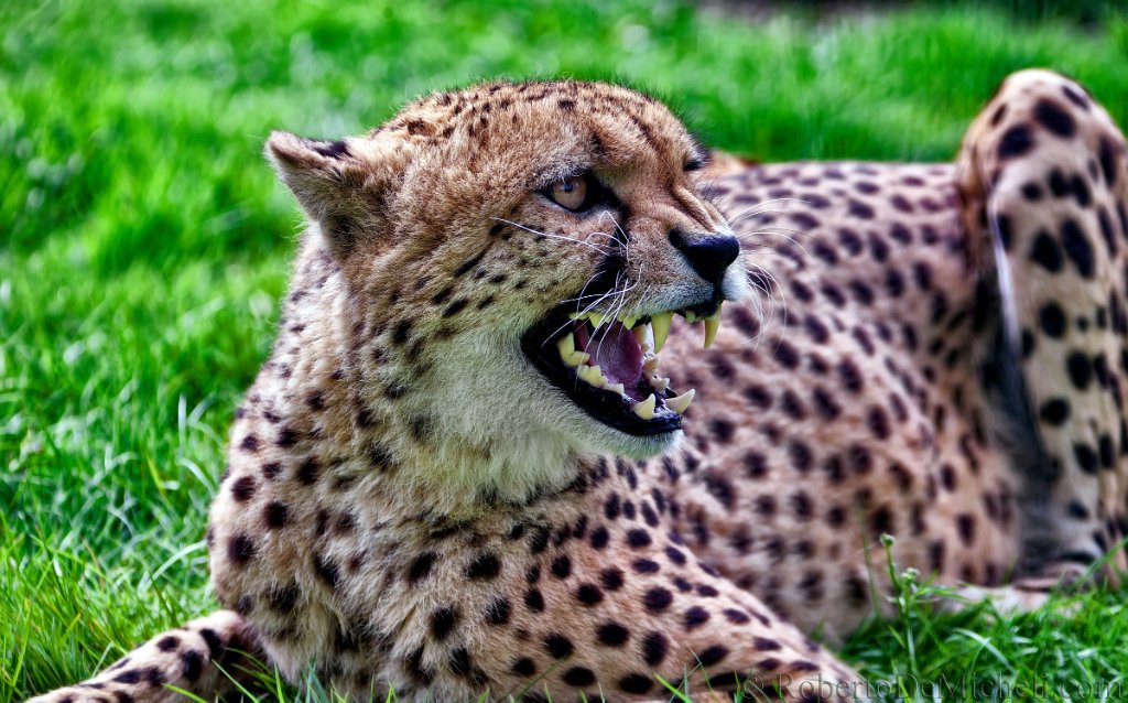 slides/IMG_8882.jpg  Cheetah
