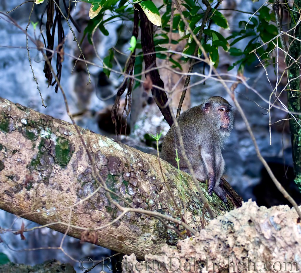 slides/IMG_9129.jpg  Macaque Monkey - Phi Phi Don Monkey Beach - Thailand