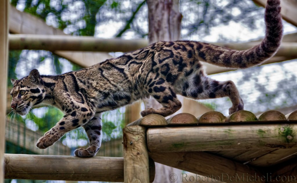 slides/IMG_9176.jpg  Cluded Leopard