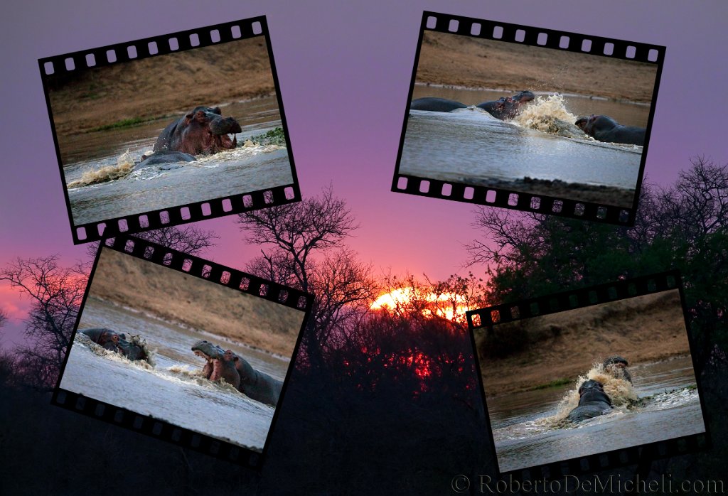 slides/IMG_Coll1.jpg  Hippos Mating, Kruger Park, South Africa