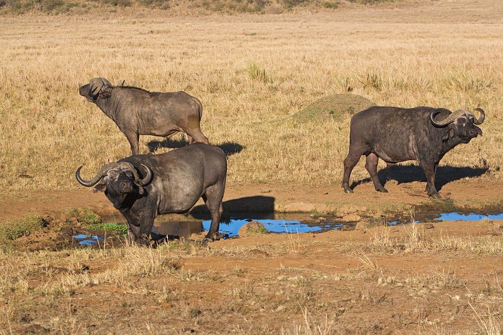 slides/_MG_0449.jpg  Water Buffaloes, Kenya