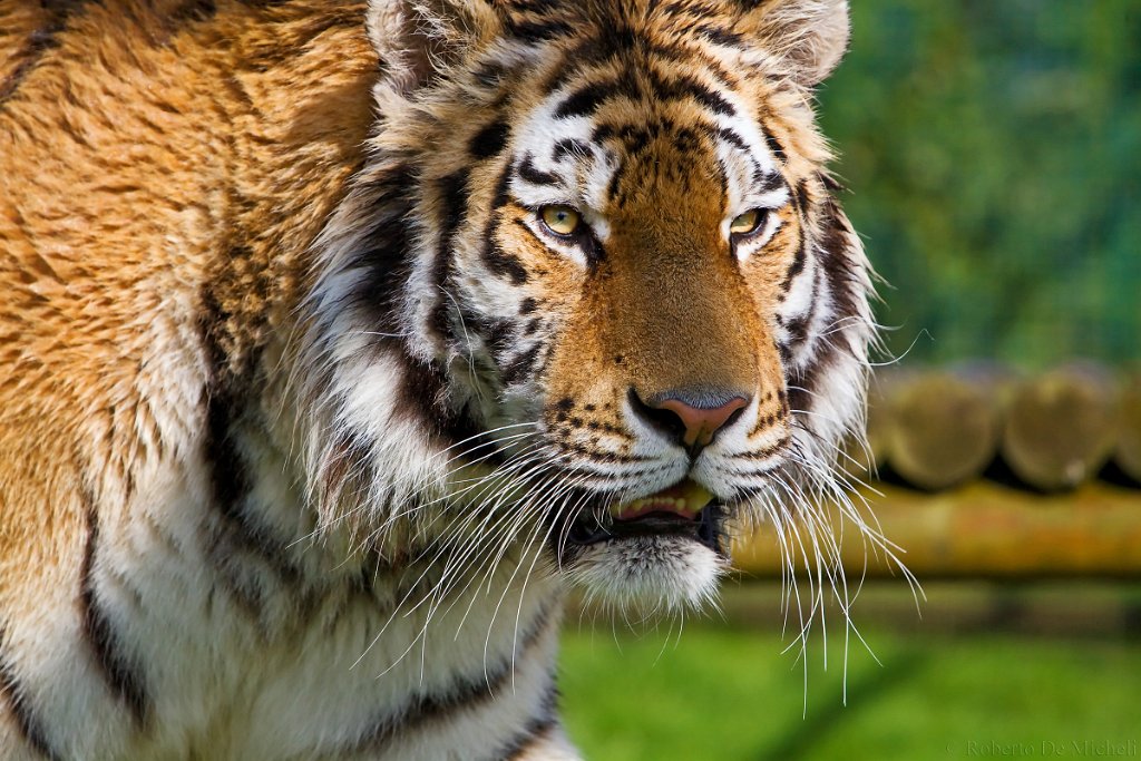 slides/_MG_7048.jpg  Amur Tiger