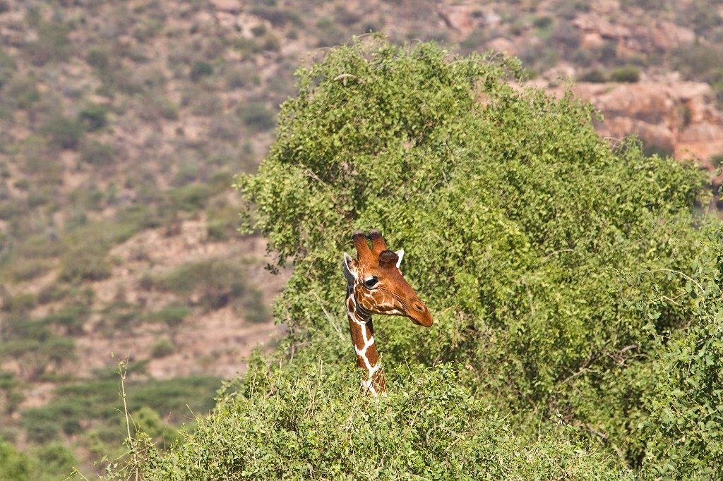 slides/_MG_8251.jpg  Giraffe, Kenya