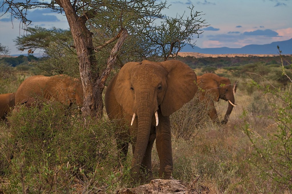 slides/_MG_8914_1.jpg  African Elephants, Kenya