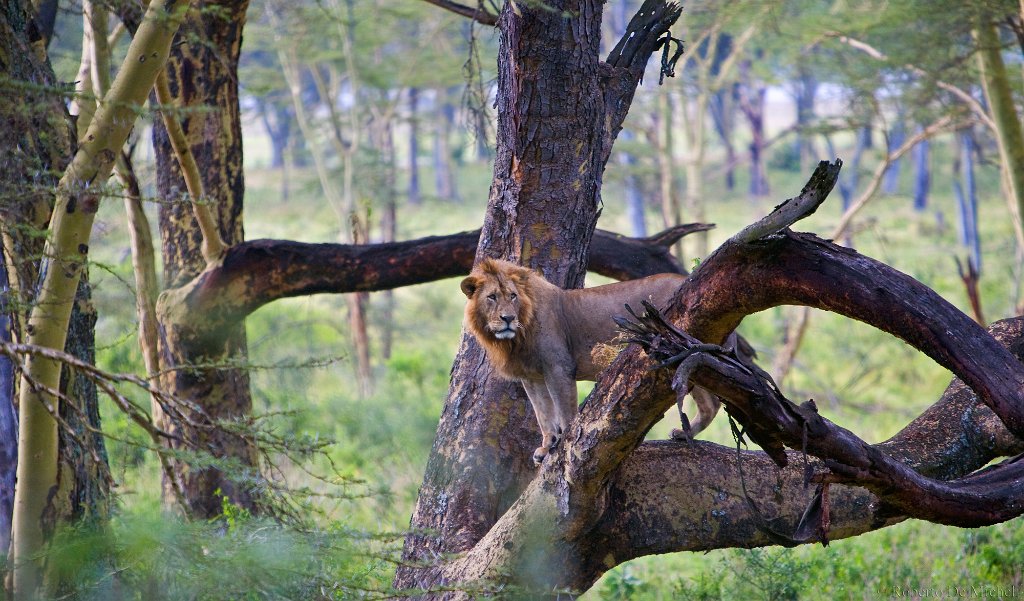 slides/_MG_9242.jpg  African Lion, Lake Nakuru, Kenya