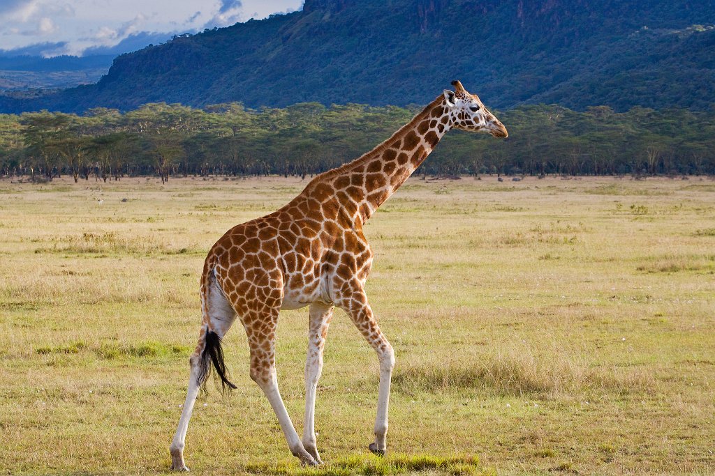 slides/_MG_9487_1.jpg  Rothschild Giraffe, Lake Nakuru, Kenya