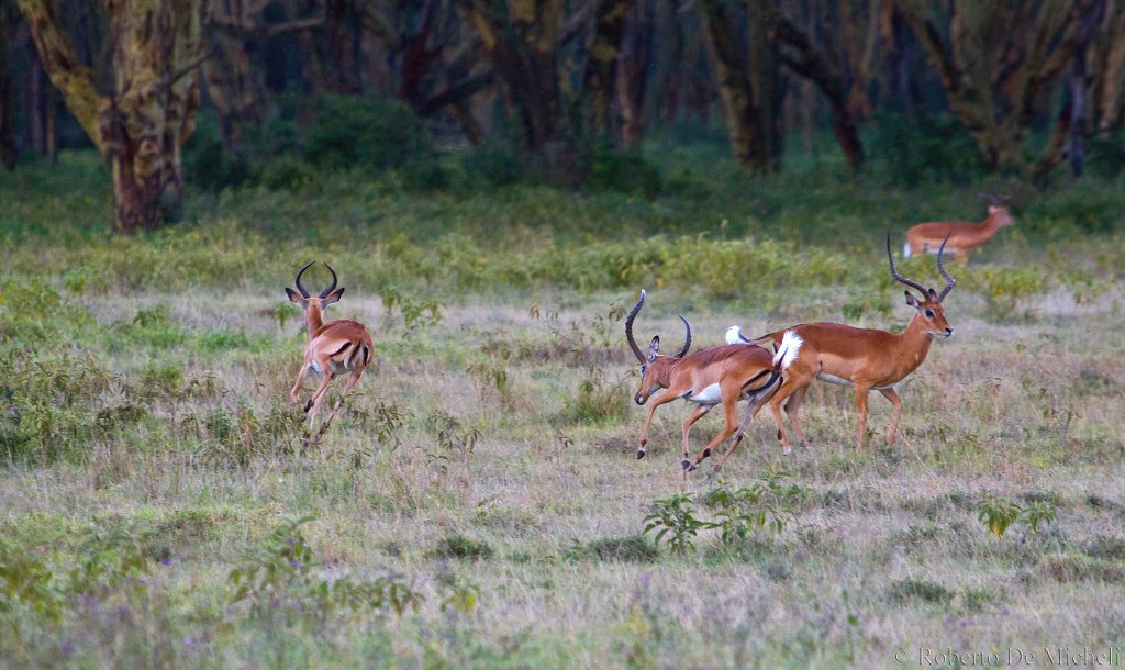 slides/_MG_9647.jpg  Impalas Fighting, Lake Nakuru, Kenya