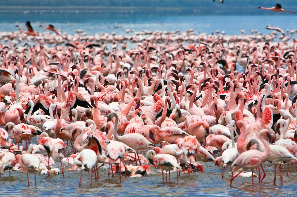 slides/_MG_9778.jpg  Flamingoes, Lake Nakuru, Kenya