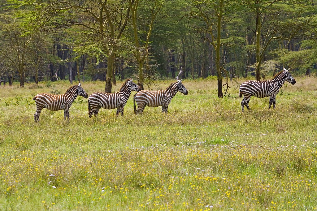 slides/_MG_9799.jpg  Zebras, Lake Nakuru, Kenya