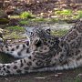 slides/IMG_3086.jpg  Snow Leopard