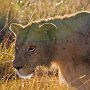 slides/_MG_0446.jpg  African Lion, Kenya