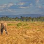 slides/_MG_0983_1.jpg  African Elephant, Masai Mara, Kenya